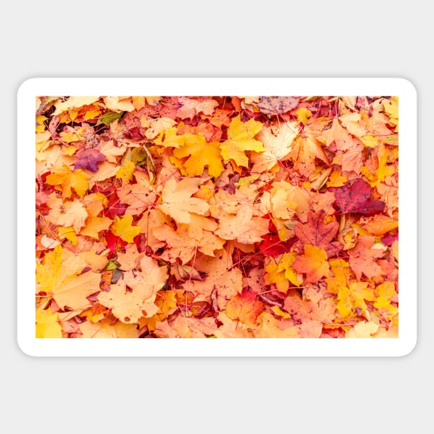 Autumn background of fallen yellow leaves in the forest Sticker by lena-maximova